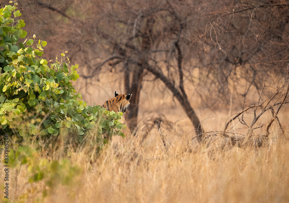 Tiger cub in the forest of Tadoba Andhari Tiger Reserve, India Tiger cub in the forest of Tadoba Andhari Tiger Reserve, India