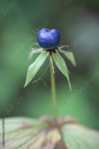 Paris quadrifolia, known as the the herb-paris or true lover's knot, wild plant from Finland