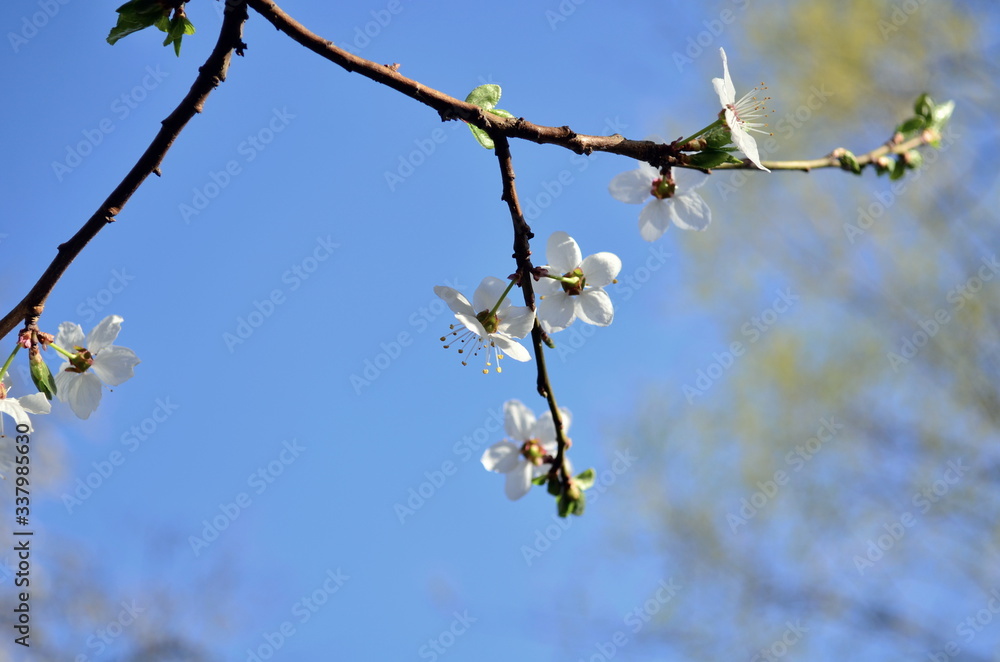 Cherry tree blossom flowers at spring sky background Cherry tree blossom flowers at spring sky background