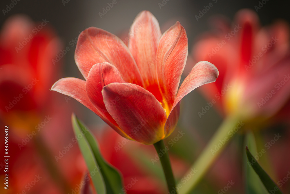 Beautiful flowers of pink tulips with a blurred background. Beautiful flowers of pink tulips with a blurred background.