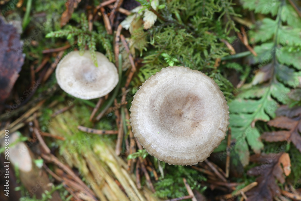 Clitocybe pruinosa, a mushroom from Finland with no common english name Clitocybe pruinosa, a mushroom from Finland with no common english name