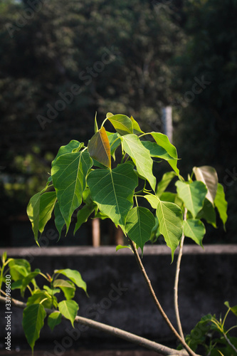 Leaf pictures over a roof in Bangladesh