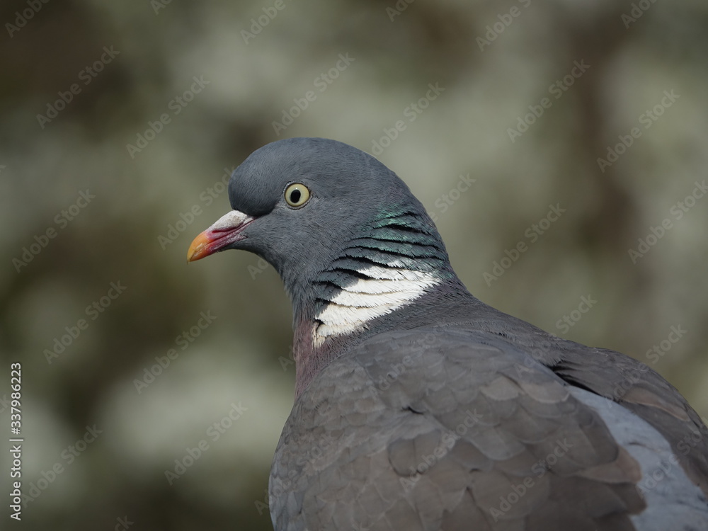 wood pigeon (Columba palumbus) wood pigeon (Columba palumbus)