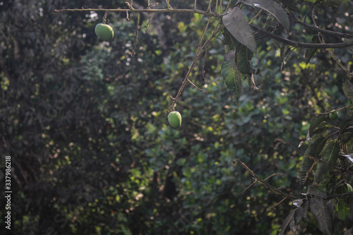 Small mango growing from mango tree from rooftop in Bangladesh 