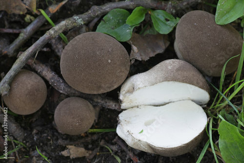 Quadro su tela Lycoperdon molle, commonly known as the smooth puffball or the soft puffball, wi