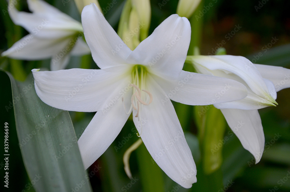 lilies beautiful white flowers in the garden on a summer day lilies beautiful white flowers in the garden on a summer day