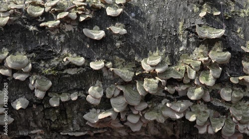 Polypores fungi  (Trametes /Turkey tail) on a tree trunk. Dolly shot. photo