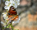 Spring background with butterfly and bees on a cherry blossom branch.blurred background.