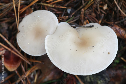 Clitocybe fragrans, known as Fragrant Funnel, wild mushroom from Finland