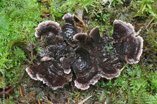 Phellodon connatus, known as grey tooth, wild fungus from Finland photo