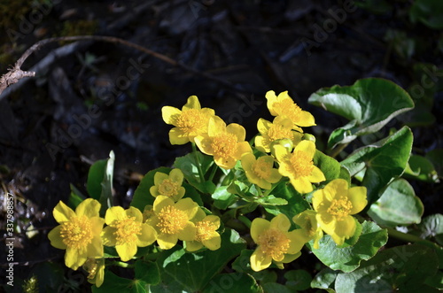 beautiful yellow flowers bloming at spring photo