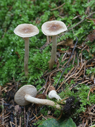 Hebeloma mesophaeum, known as veiled poisonpie or poison pie, wild mushroom from Finland