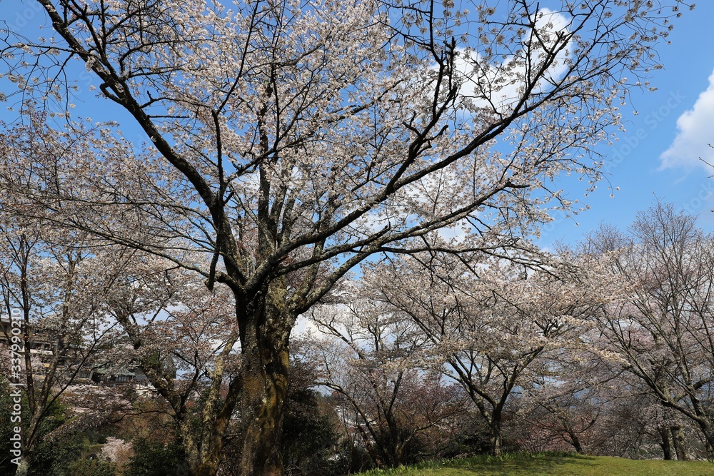 吉野山の桜