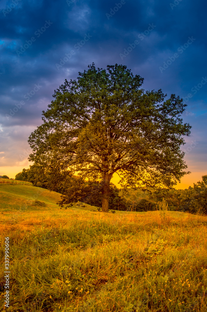 Century old oak tree. Beautiful summer meadow in mountain village, Serbia, Europe. Century old oak tree. Beautiful summer meadow in mountain village, Serbia, Europe.