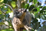 Common brown lemur in Andasibe National Park, Madagascar