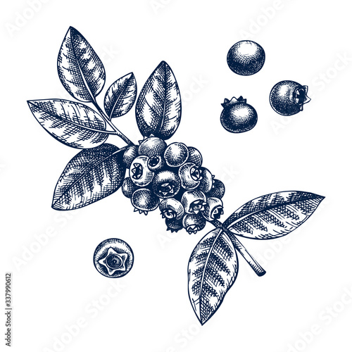 Hand drawn blackberries vector illustration in engraved style. Wild berries isolated on white background. Hand drawing. Vintage forest berry sketch. Blackberries plant outline. Healthy food ingredient
