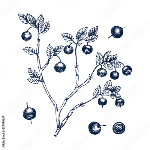 Hand drawn bilberries vector illustration in engraved style. Wild berries isolated on white background. Hand drawing. Vintage forest berry sketch. Bilberries plant outline. Healthy food ingredient