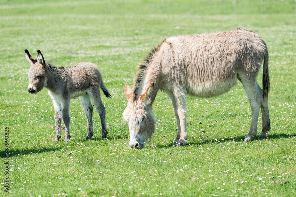 donkey in the field donkey in the field