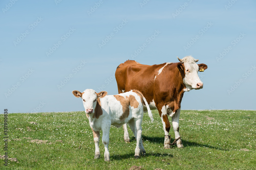 Cows farm outdoors Cows farm outdoors