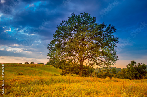 Century old oak tree. Beautiful summer meadow in mountain village  Serbia  Europe.