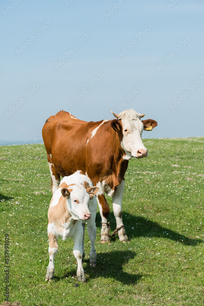 Cows farm outdoors