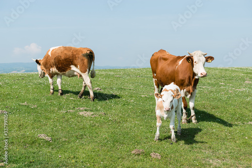 Cows farm outdoors