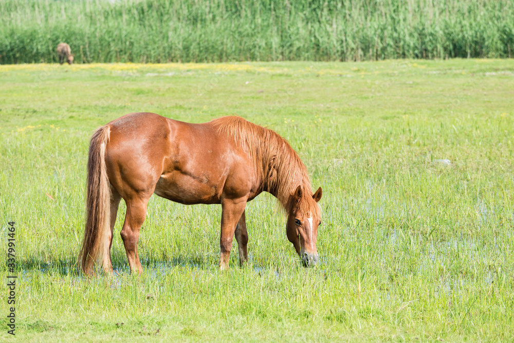 horse in the meadow