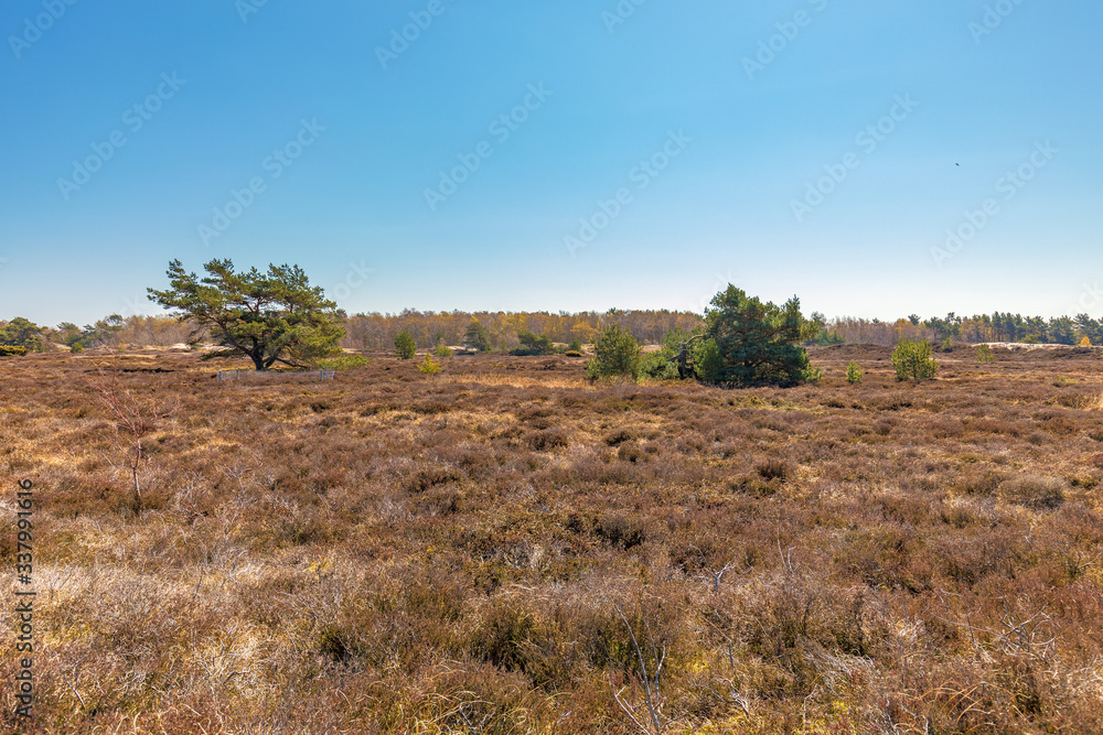 Obraz premium Die Dünenheide auf der Insel Hiddensee