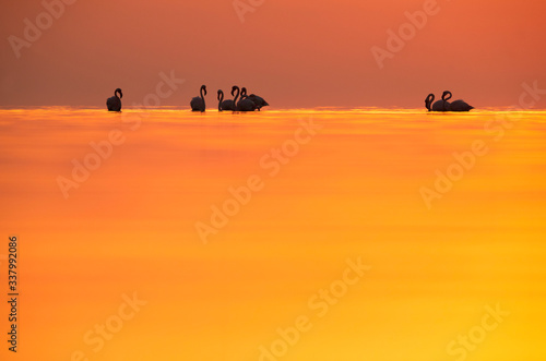 Greater Flamingos and dramatic hues during sunrise at Asker coast  Bahrain