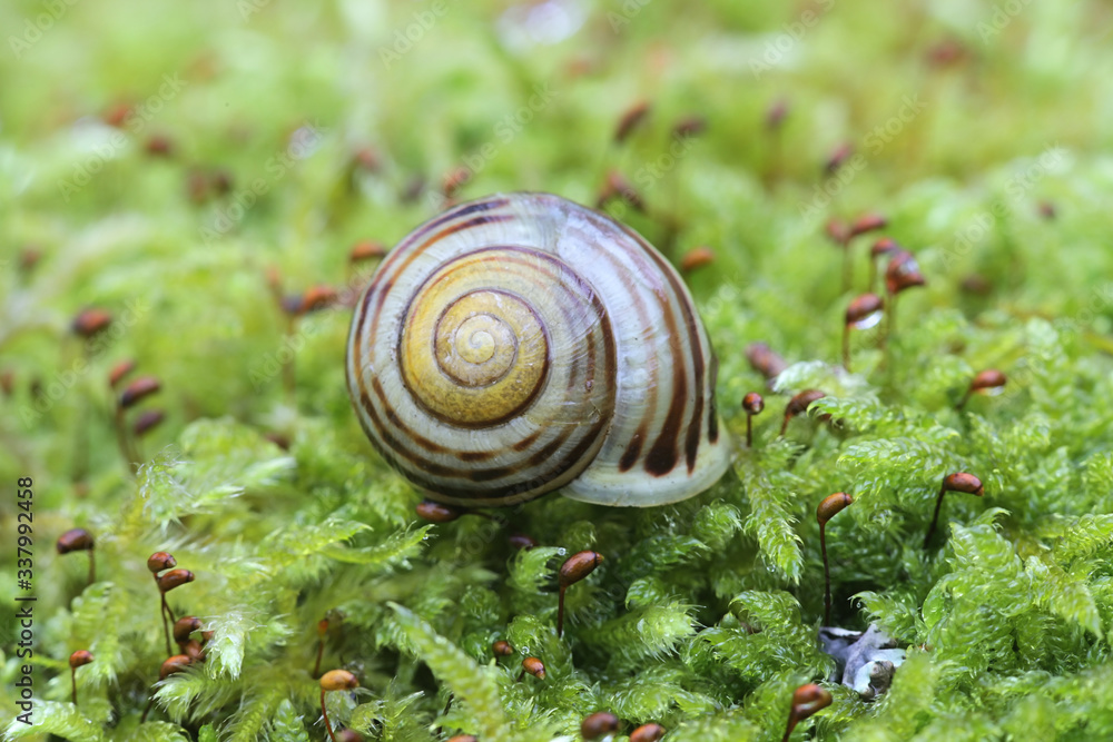 Cepaea hortensis, known as garden banded snail or white-lipped snail, photographed in March in Finland Cepaea hortensis, known as garden banded snail or white-lipped snail, photographed in March in Finland