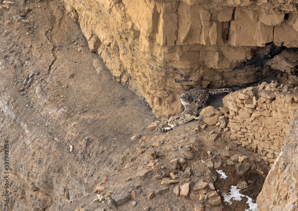 Mating pair of Snow leopards near a cave at Kibber, Spiti valley of Himachal Pradesh, India Mating pair of Snow leopards near a cave at Kibber, Spiti valley of Himachal Pradesh, India