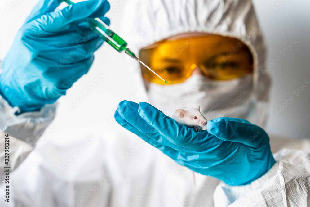 The scientist holds a laboratory white mouse on his hand and injects colored liquid with a syringe. The scientist holds a laboratory white mouse on his hand and injects colored liquid with a syringe.