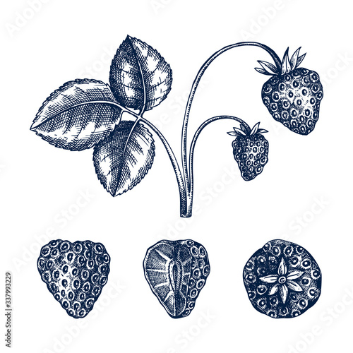 Hand drawn strawberries vector illustration in engraved style. Hand drawing isolated on white background. Vintage garden berries sketch collection. Strawberry plant outline. Healthy food ingredient