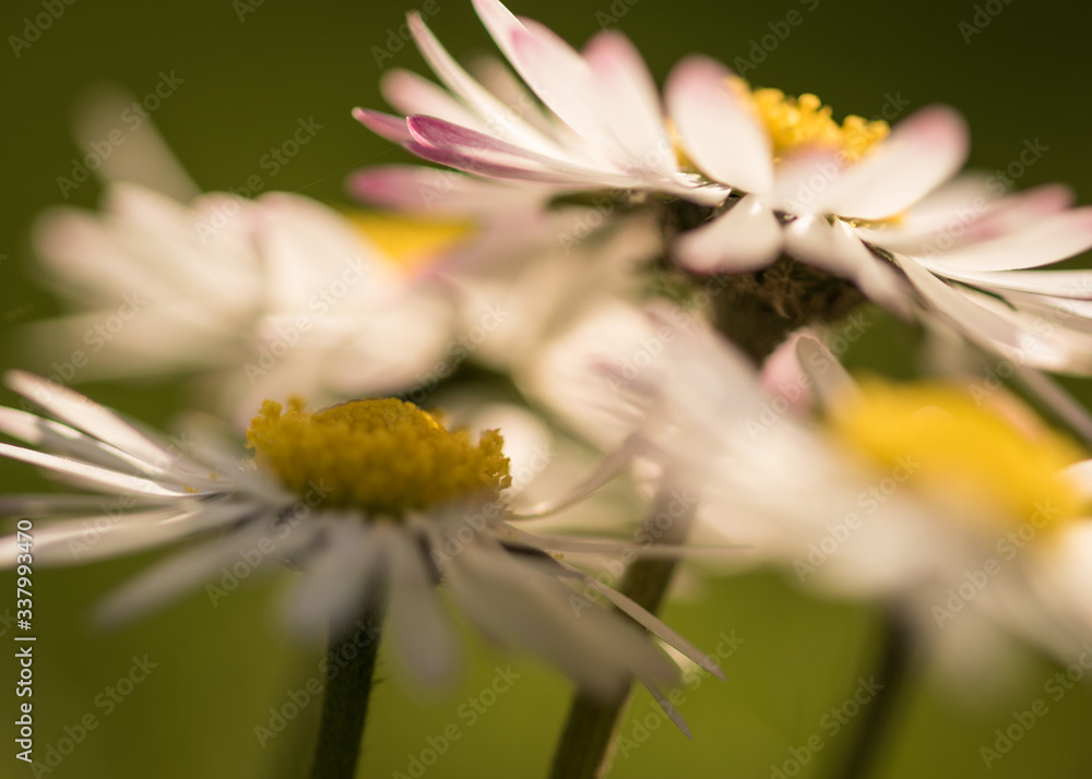 Obraz premium daisy flower closeup