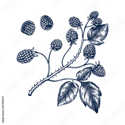 Hand drawn blackberries vector illustration in engraved style. Wild berries isolated on white background. Hand drawing. Vintage forest berry sketch. Blackberries plant outline. Healthy food ingredient