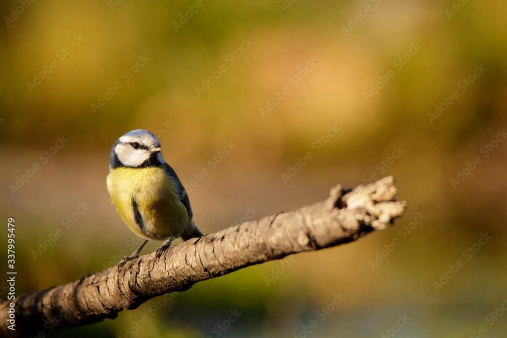 Obraz premium Cyanistes caeruleus - Cyanistes caeruleus - Herrerillo Común 