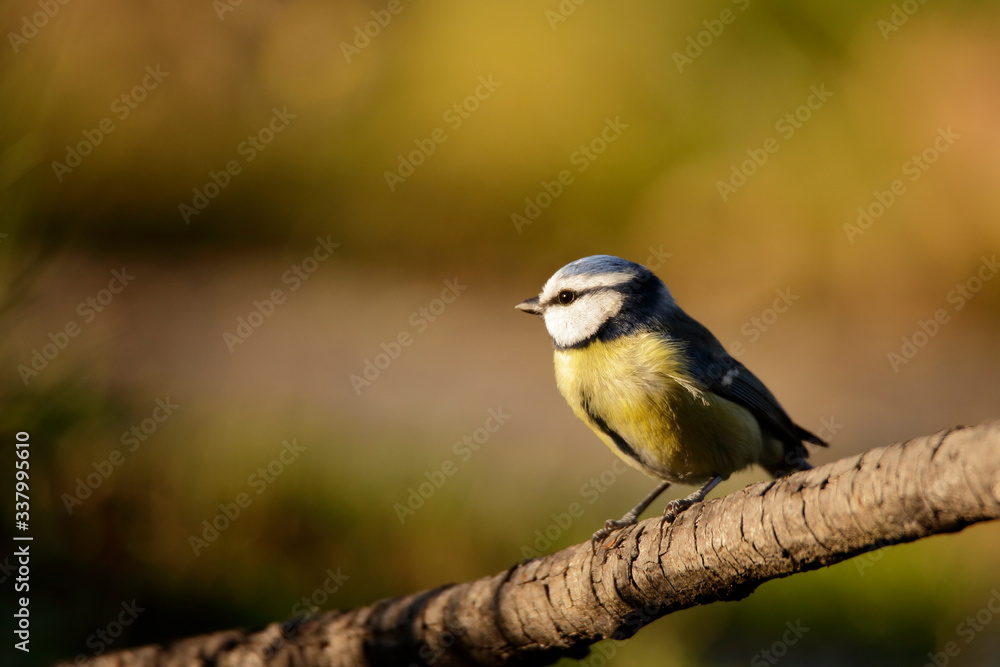 Cyanistes caeruleus - Cyanistes caeruleus - Herrerillo Común Cyanistes caeruleus - Cyanistes caeruleus - Herrerillo Común