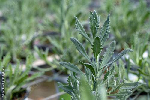 Lavandula dentata, fringed lavender or French lavender