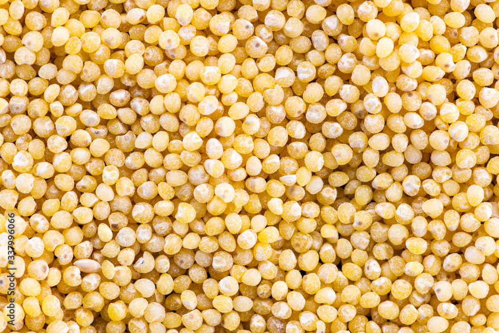 millet round yellow seeds on a black background millet round yellow seeds on a black background