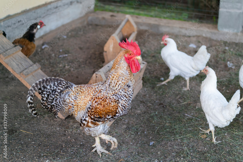 multi-colored healthy big cock in a chicken coop among a group of hens on a  summer day Stock Photo | Adobe Stock