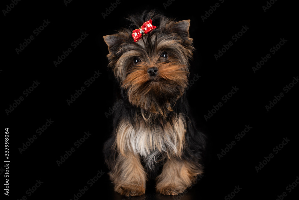 Yorkshire Terrier puppy on black isolated background Yorkshire Terrier puppy on black isolated background