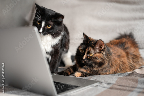 The cat is lying in front of the laptop and looking at the screen, and the second cat is sitting next to it, looking at something on the screen close