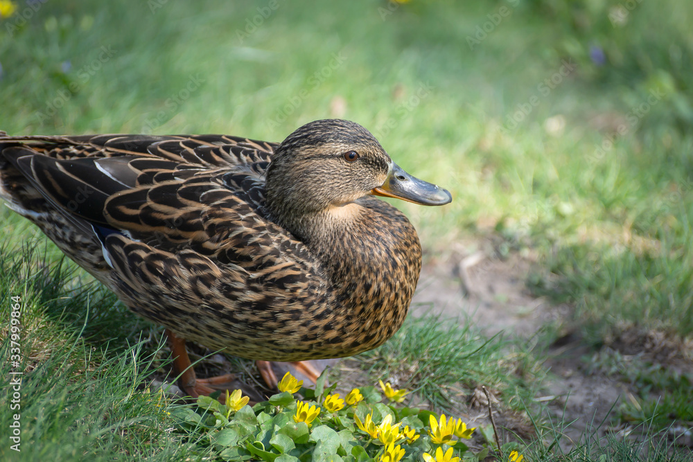 Birds and animals in wildlife. Amazing mallard duck swims in lake or river with blue water under sunlight landscape. Closeup perspective of funny duck. Birds and animals in wildlife. Amazing mallard duck swims in lake or river with blue water under sunlight landscape. Closeup perspective of funny duck.