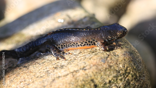 Salamander