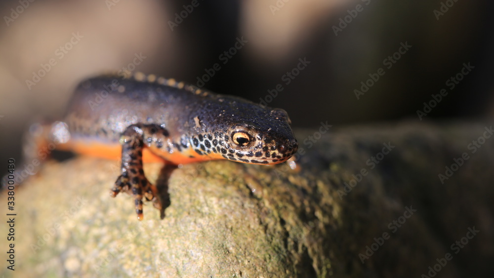 Obraz premium Salamander