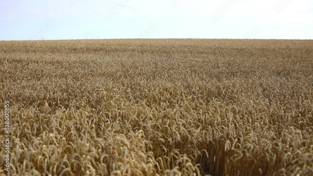 Gold field of ripe yellow wheat under blue sky, Czech republic Gold field of ripe yellow wheat under blue sky, Czech republic