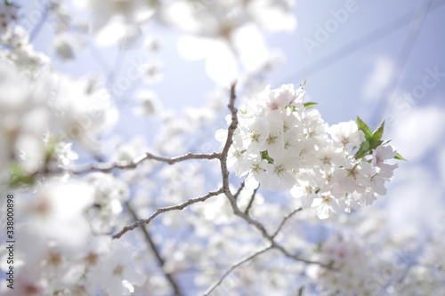 満開の桜 © 秀和 枝光