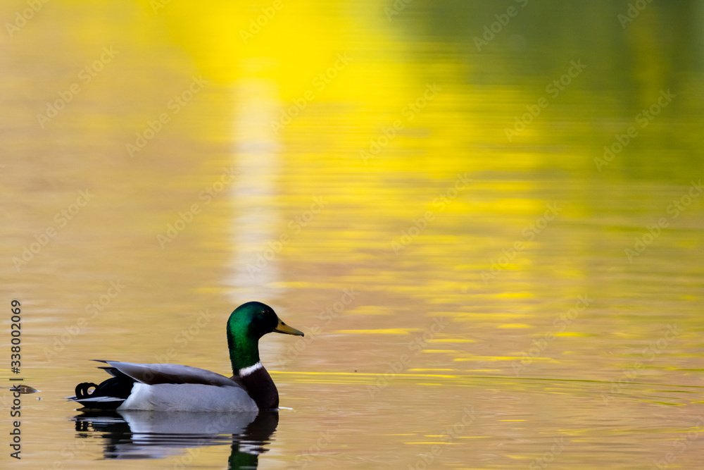 Male wild mallard duck floating on water with yellow flowers reflecting on the surface providing beautiful scenery Male wild mallard duck floating on water with yellow flowers reflecting on the surface providing beautiful scenery