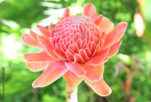 Pink Torch Ginger flower photo