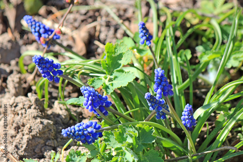 first spring flowers in a home garden first spring flowers in a home garden
